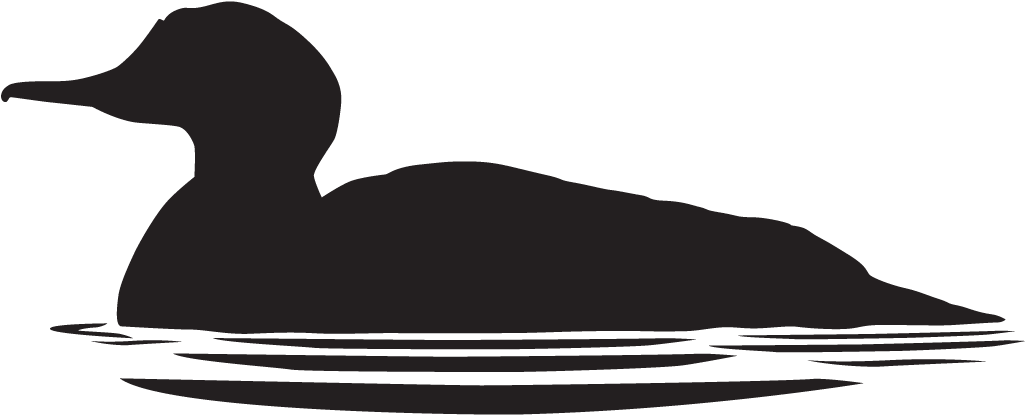 Graphic Royalty Free Download Loon Drawing Common Merganser - All About Birds (1024x1024), Png Download