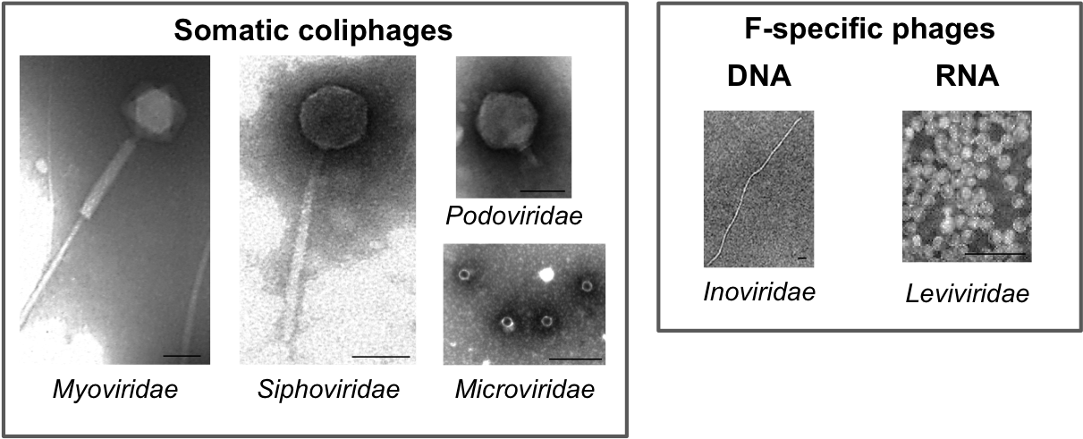 Owing To Their Simple Structure And Composition, Virions (1285x490), Png Download
