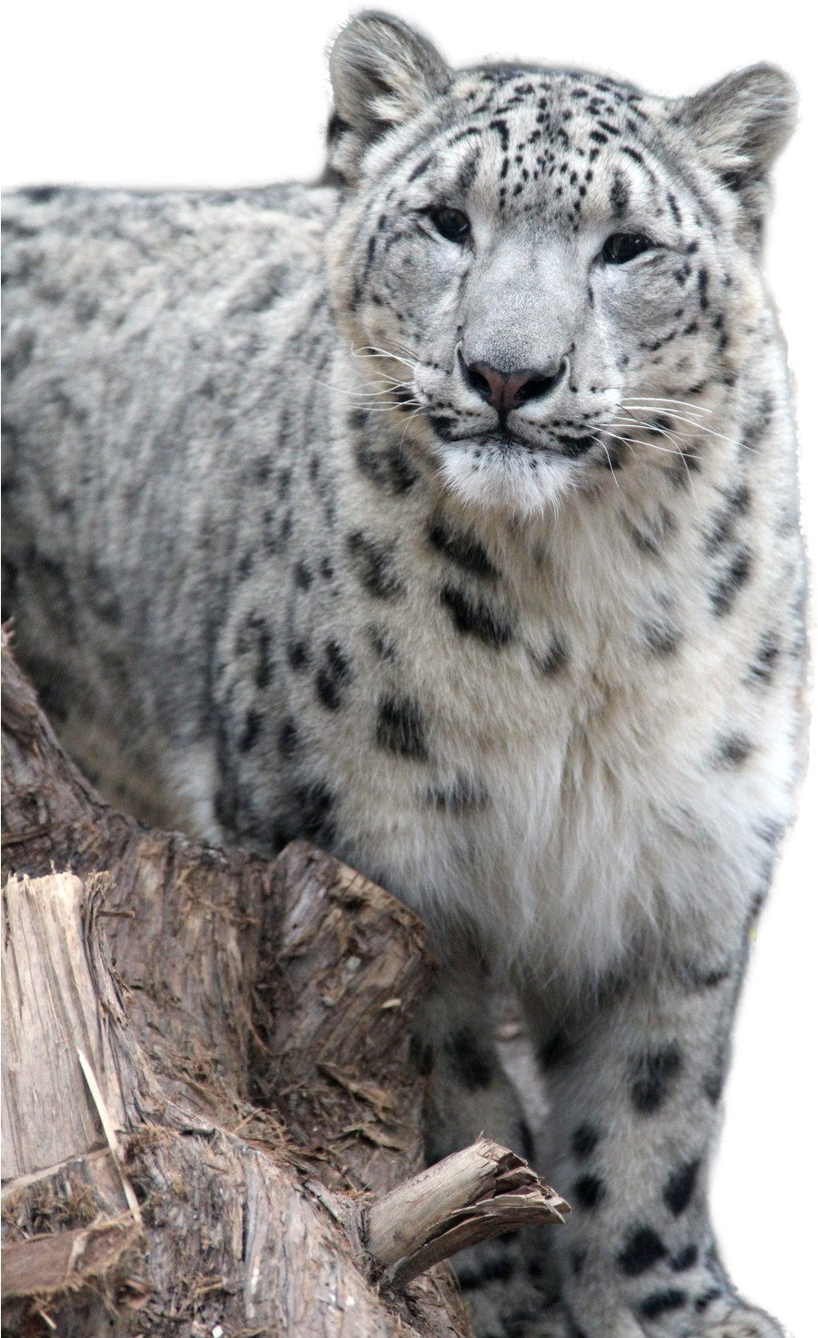 Snow Leopard Png (1000x1500), Png Download