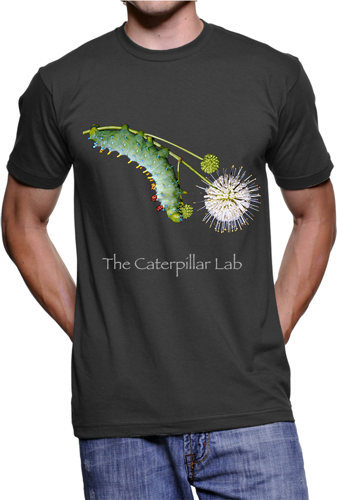 Adult Unisex Cecropia T-shirt (1000x1000), Png Download