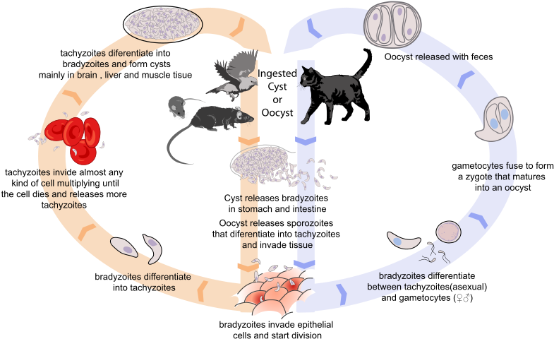 Sea Otters Mariahs Blog Png Sea Otter Life Cycle (800x489), Png Download