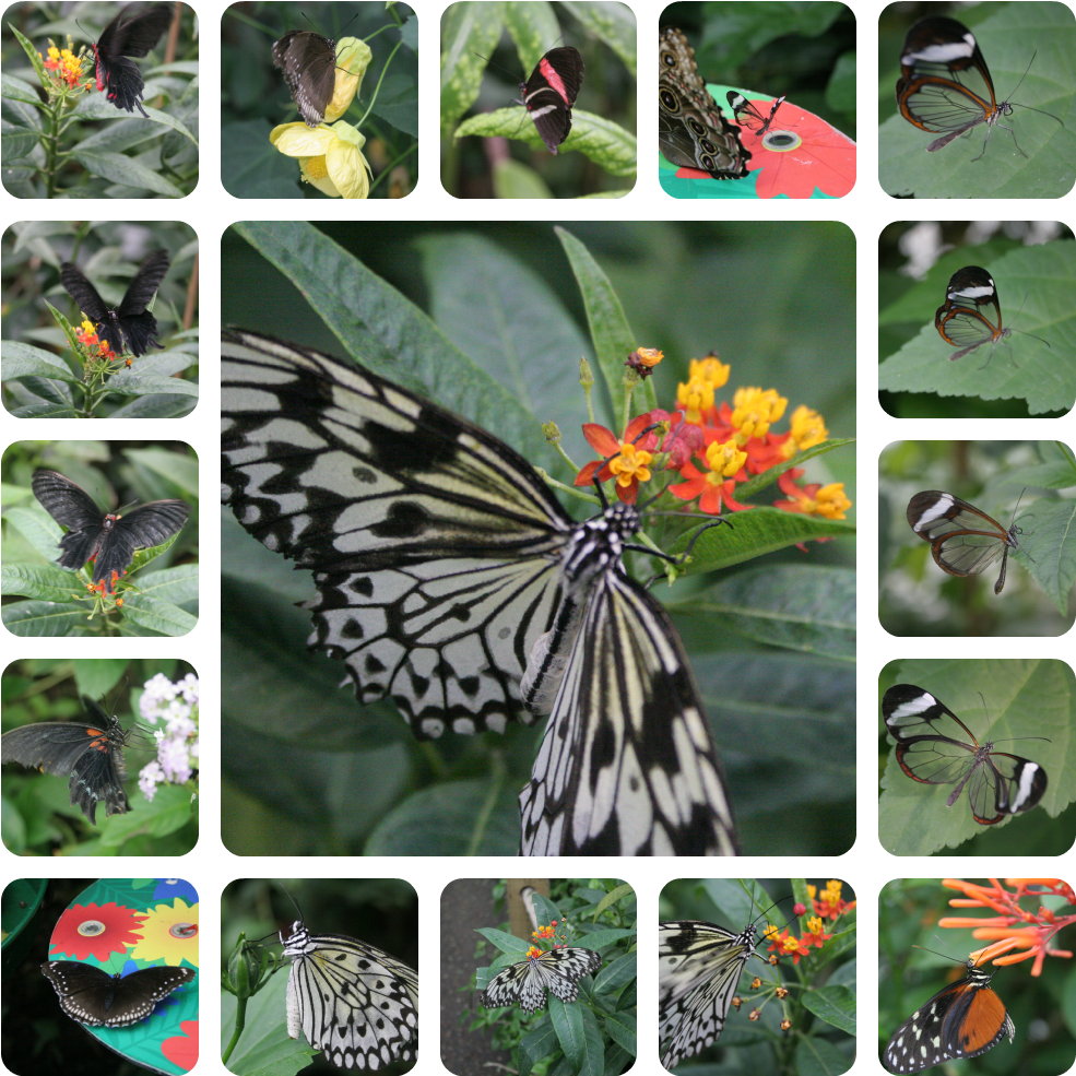 Flutter By, Butterflies (1024x1024), Png Download