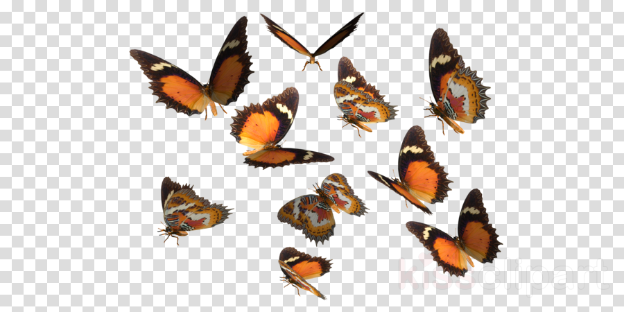 Real Butterflies Png Clipart Monarch Butterfly Insect (900x450), Png Download