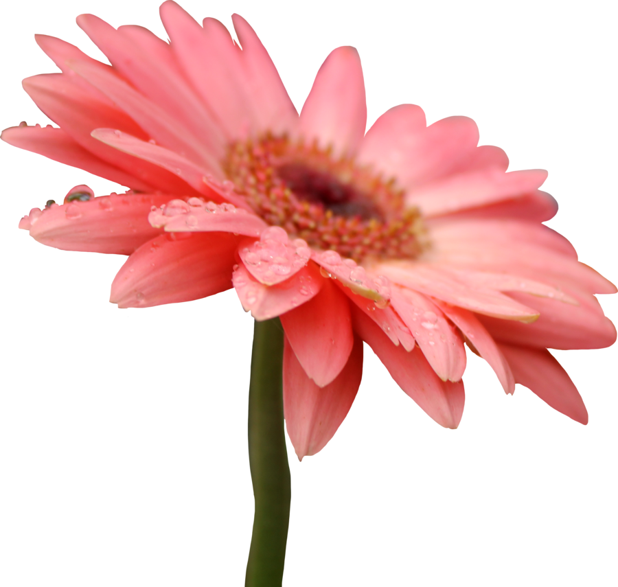 Flowers & Leafs Png (900x855), Png Download
