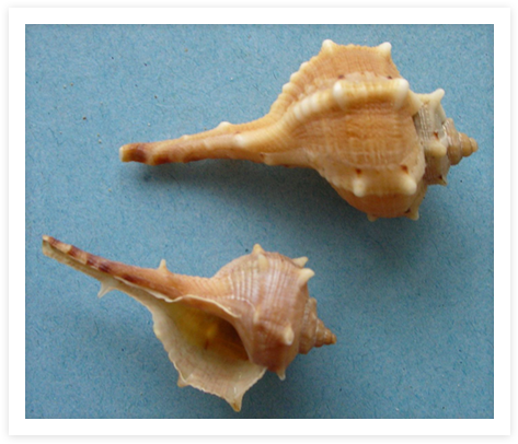 How Many Millions Of These Hapless Molluscs Have Died (748x421), Png Download