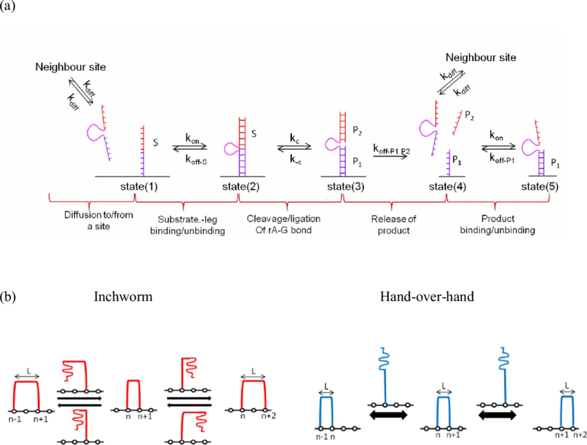 Color Online A Kinetic Model And Possible Pathways (850x644), Png Download