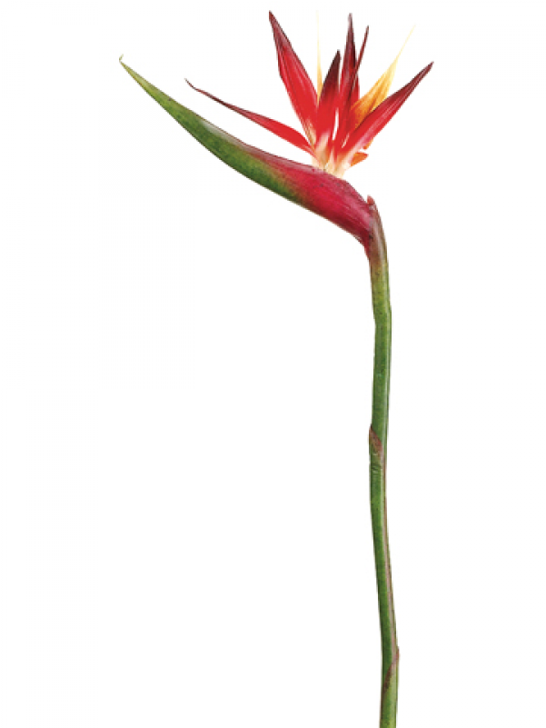 37" Bird Of Paradise Spray Red Orange (800x800), Png Download