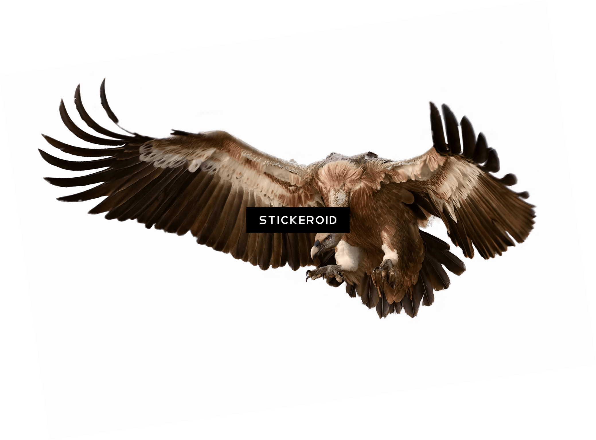 Vulture (2078x1534), Png Download