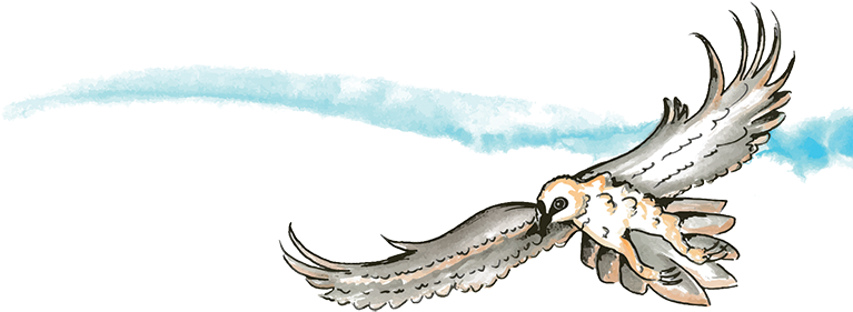 Bearded Vulture (800x394), Png Download