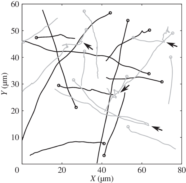 Tracks From The Experimental Dataset Used In This Study (599x588), Png Download