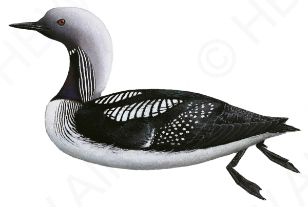 Clip Free Library First Phylogenetic Analysis For The - Gavia Pacifica (600x404), Png Download