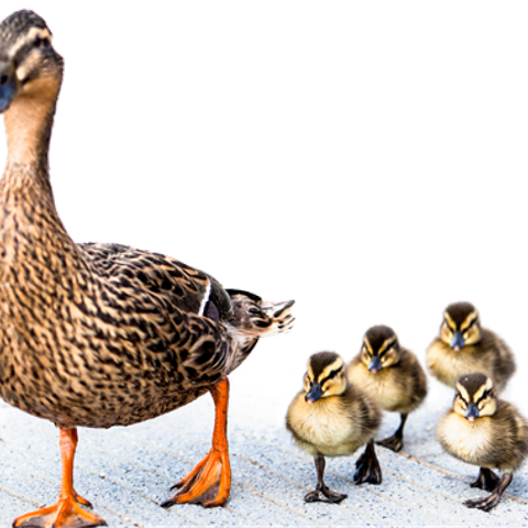 Family Of Ducks (480x480), Png Download