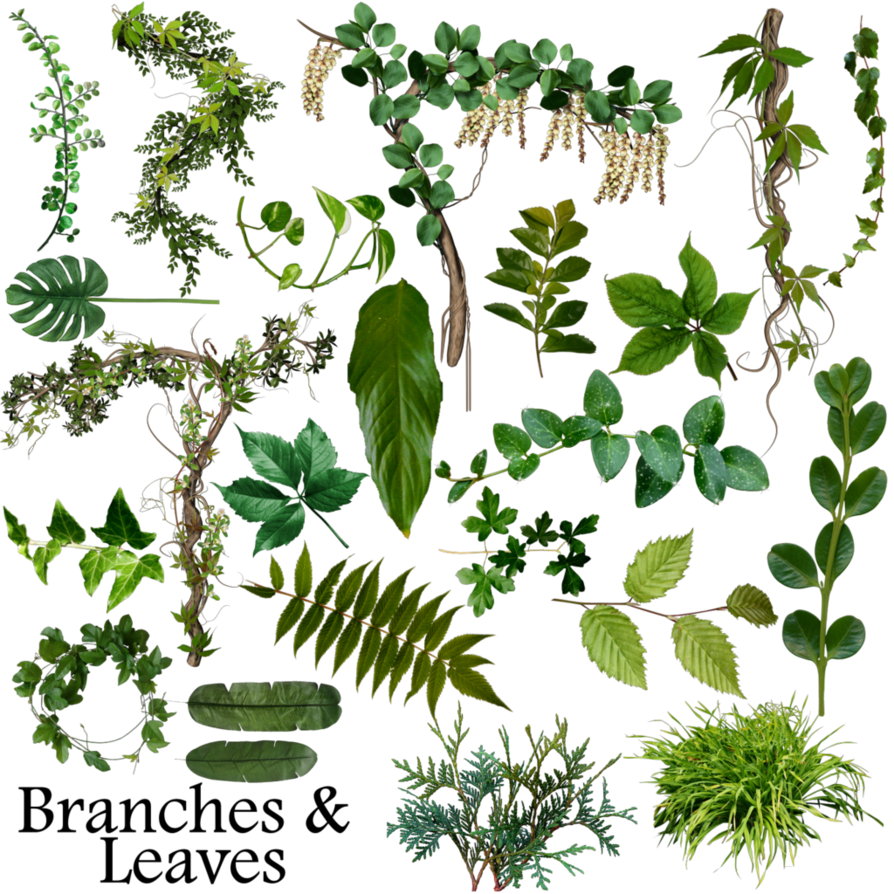 Branch Leaves Png Image Library Library - Leaf Branches (894x894), Png Download