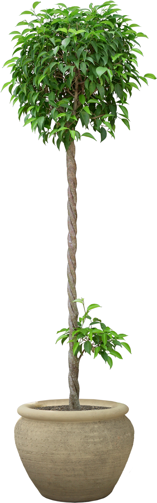 Potted Plant Png - Plants (600x1640), Png Download