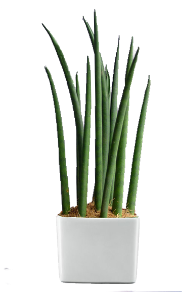 Green World Builders Inc - Indoor Plants In The Philippines (371x583), Png Download