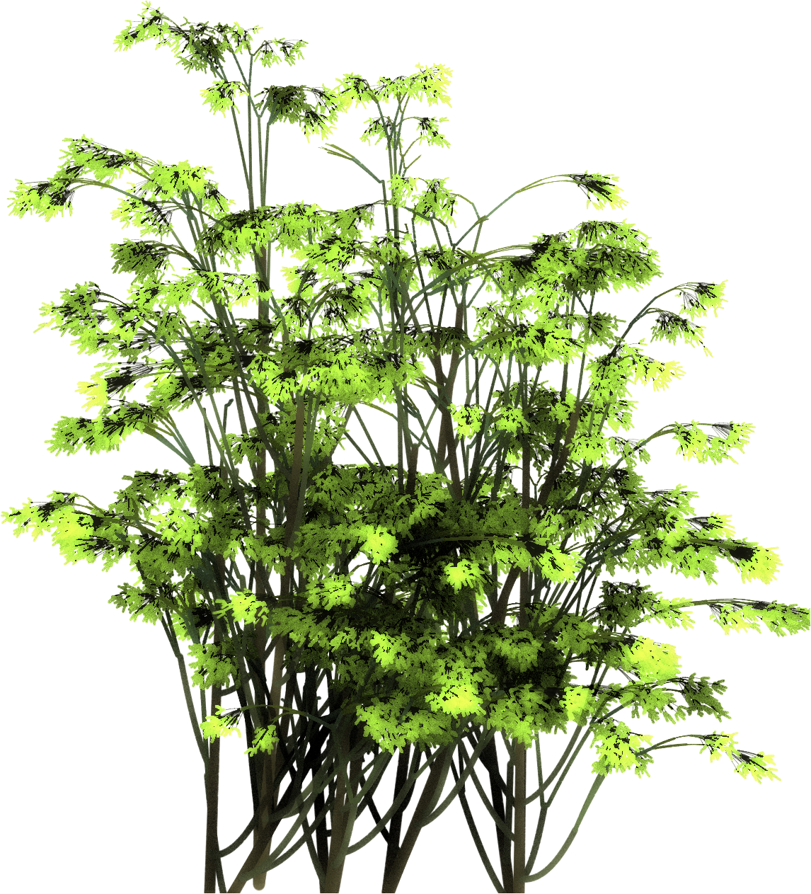We Have Also Produced A Few Free Samples In Png Image - Hornwort (1146x1263), Png Download