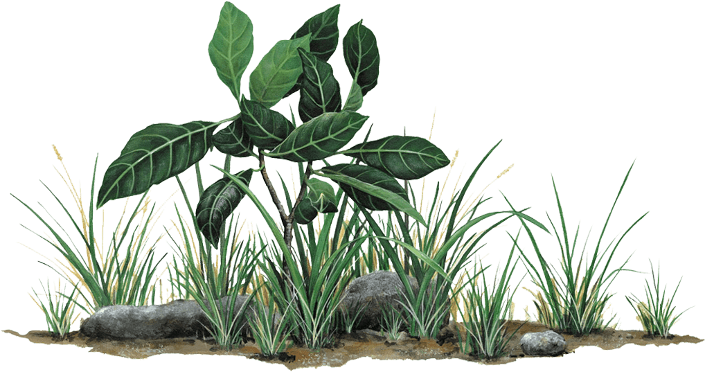 Related Search - Grass And Rocks Png (600x600), Png Download