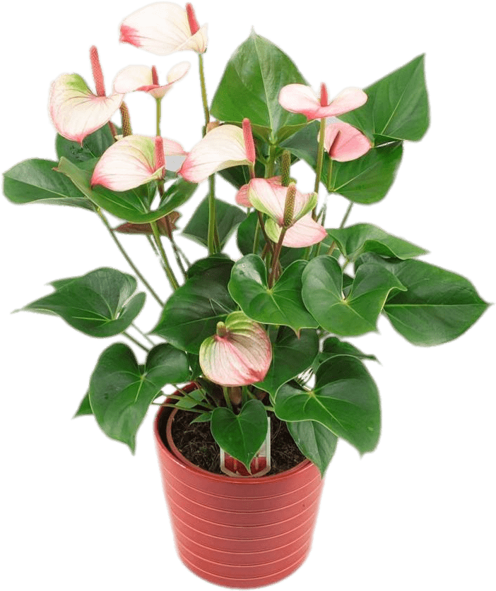 Potted Anthurium - Anthurium Amalia Elegance (1024x1024), Png Download