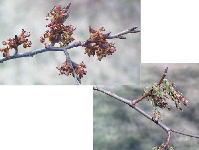 Swamp White Oak Acorns Mature From Female Flowers Pollinated - American Elm Tree Flowers (696x525), Png Download