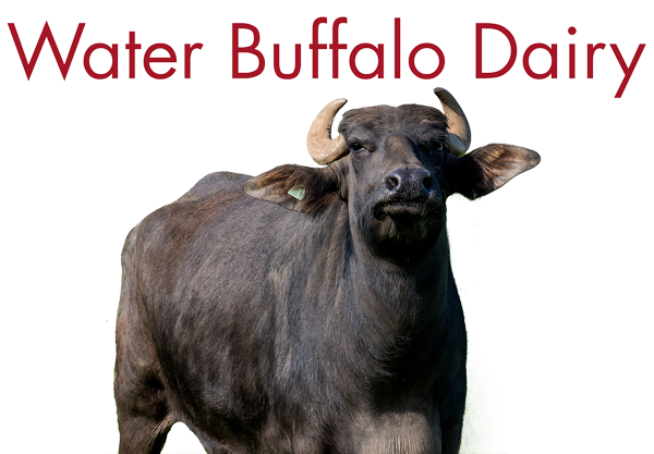 Water Buffalo (600x417), Png Download