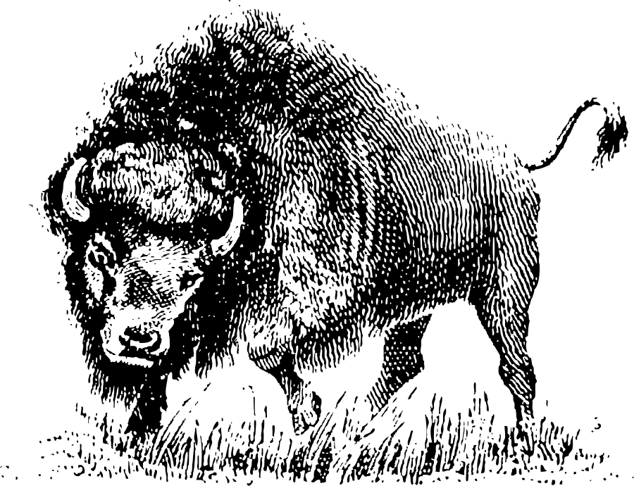 How To Set Use Buffalo Clipart (900x690), Png Download