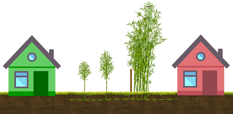 Rhizome Growth Can Extend Outward The Same Distance - Data (762x375), Png Download