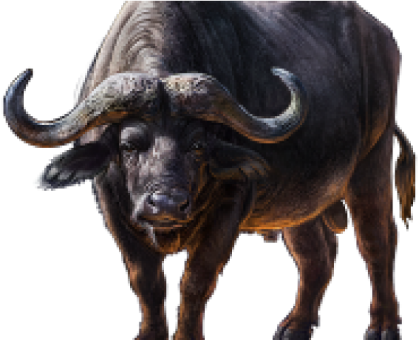 Cape Buffalo Transparent (640x480), Png Download