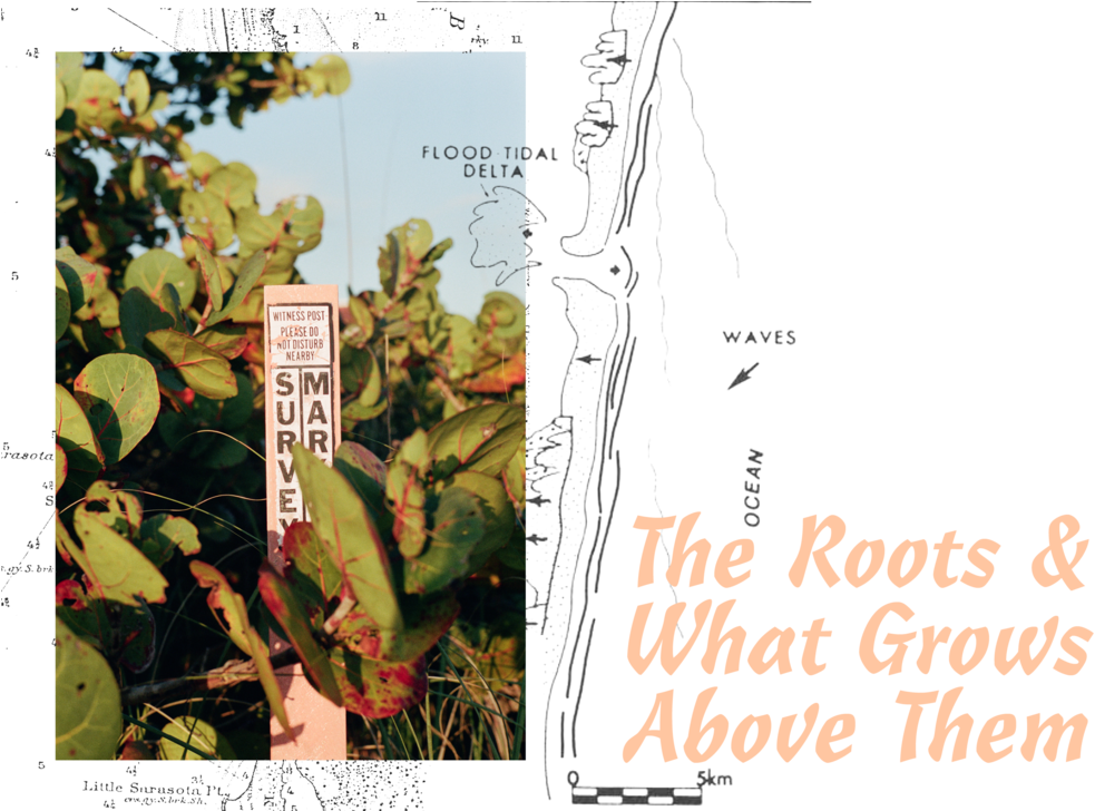 Roots - Portable Network Graphics (1000x727), Png Download