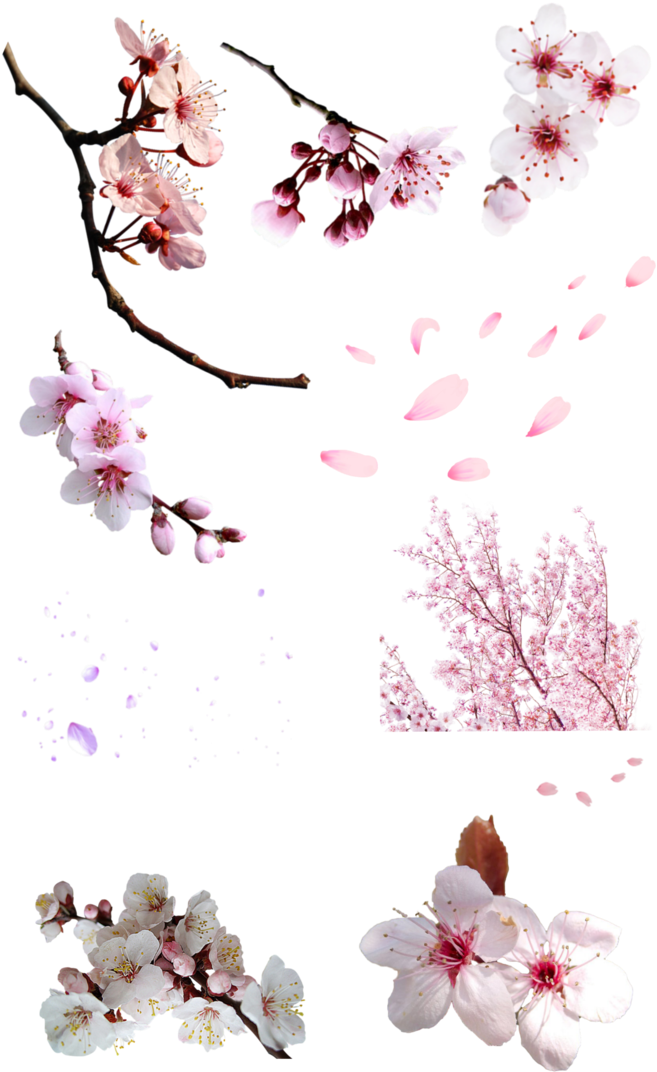 Flor Sakura Png - Flor Cerezo Png (715x1118), Png Download