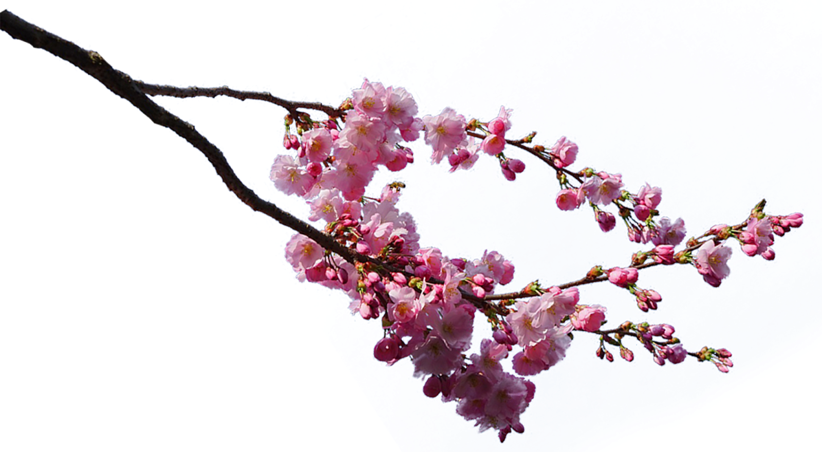 Gambar Bunga Sakura - Sakura Tree Branches Png (1600x880), Png Download