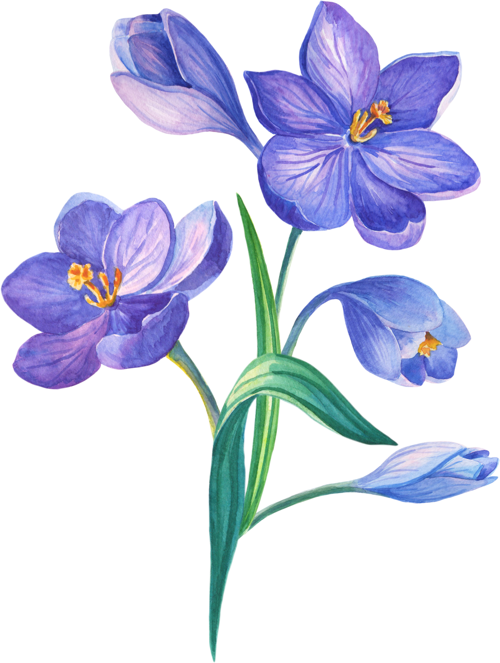 Watercolor Painting (1700x2230), Png Download