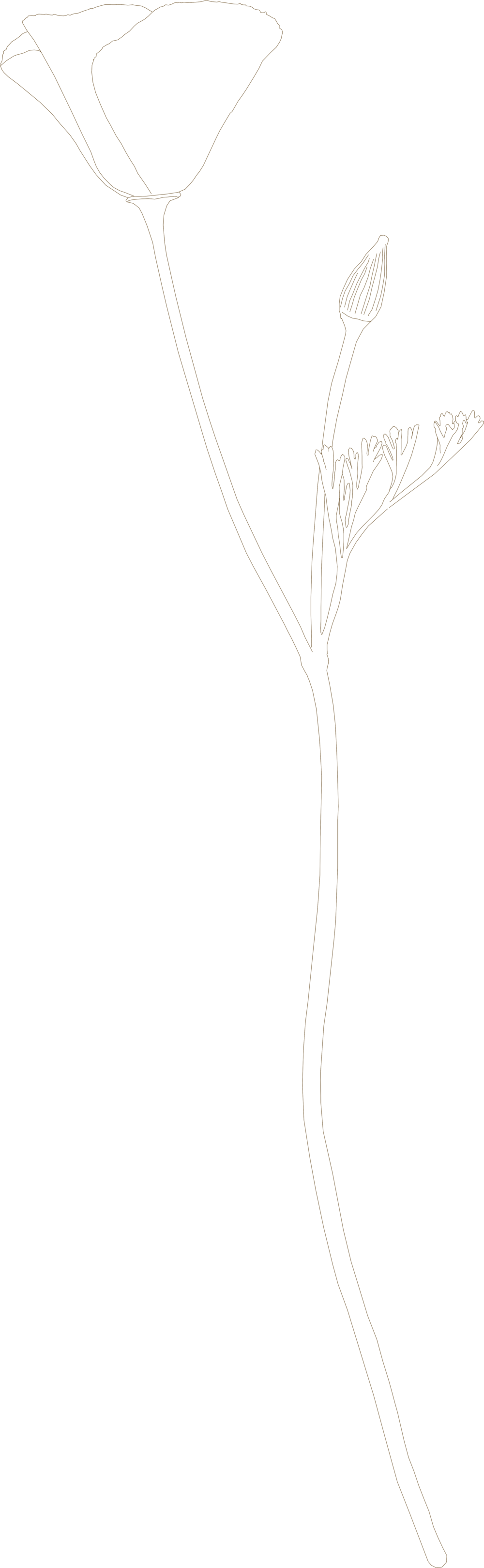 California Poppy Drawing - California Poppy (1000x3240), Png Download