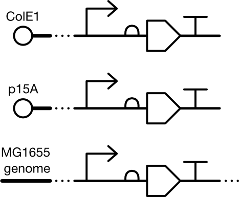 Not Entirely Against The Addition Of A Squiggle Glyph, - Diagram (467x385), Png Download