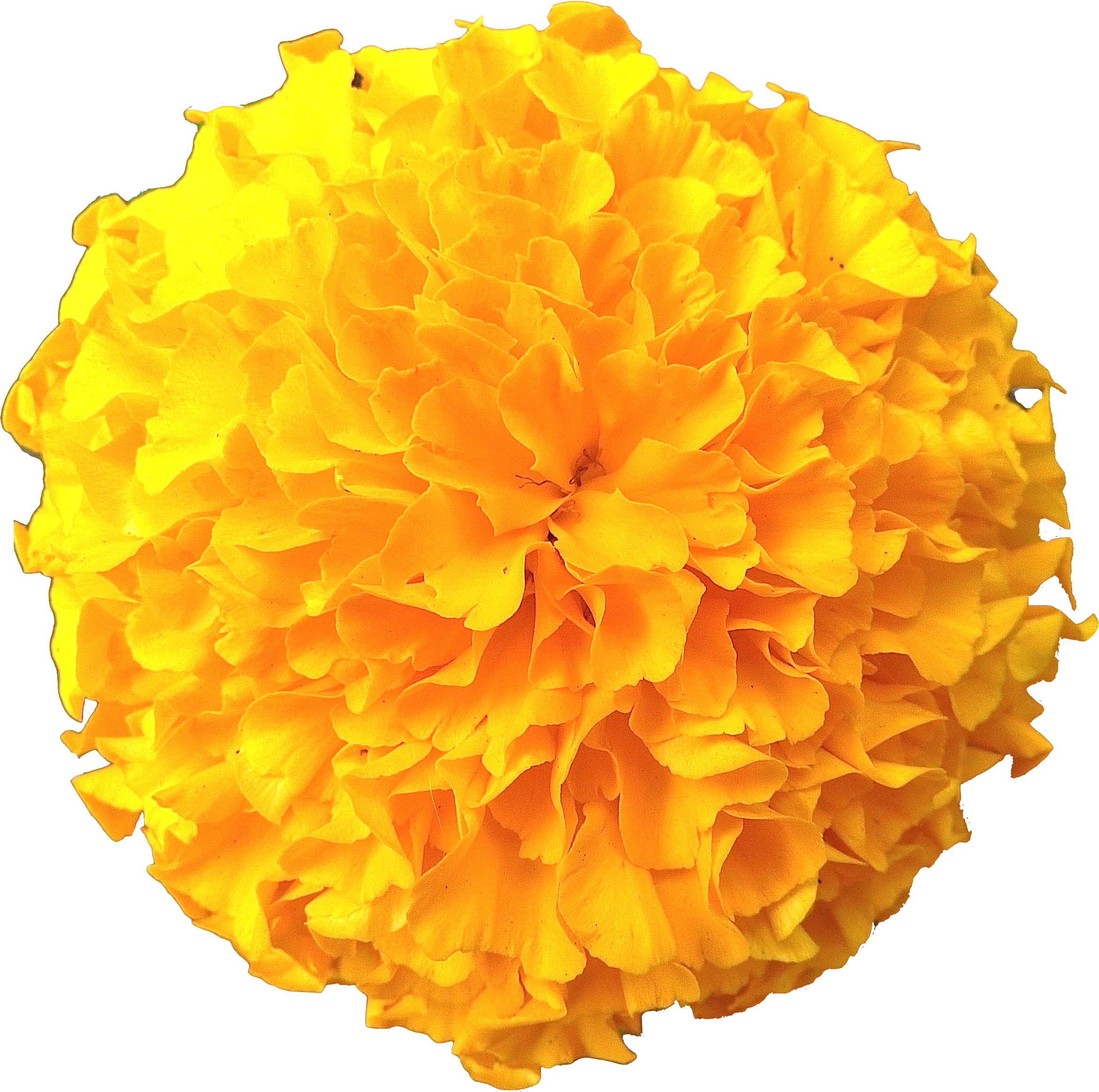 Marigold Png (1123x1110), Png Download