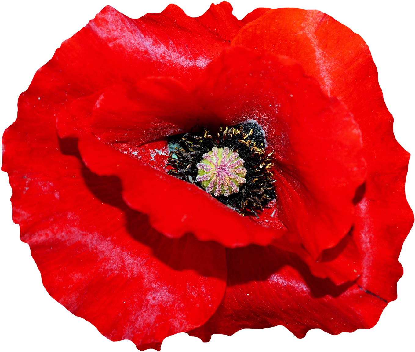 Poppy Flower Png Image - Poppy Flowers Png (1550x1311), Png Download