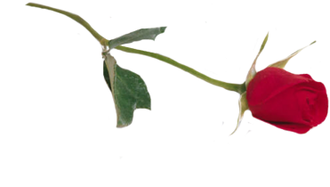 Single Rose Png (400x302), Png Download