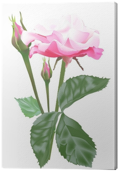 Single Isolated Light Pink Rose And Buds Canvas Print - Розы В Png На Прозрачном Фоне (400x400), Png Download