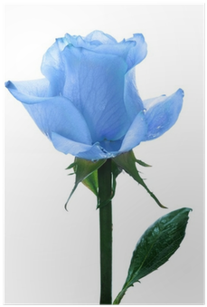 Blue Single Roses (400x400), Png Download