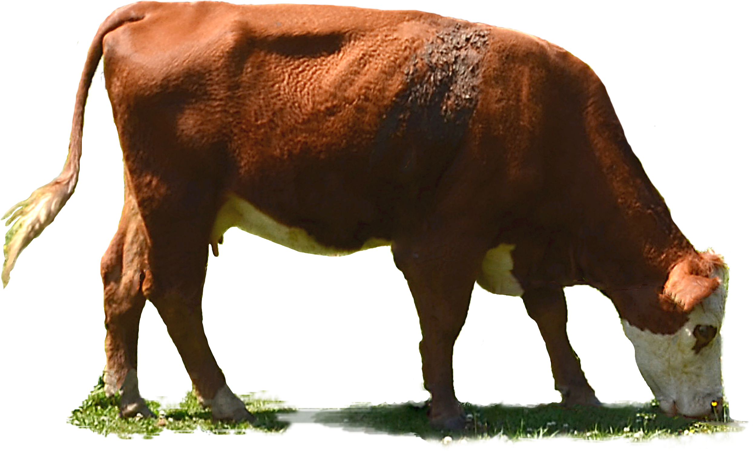 Image - Dairy Cattle (4980x2517), Png Download