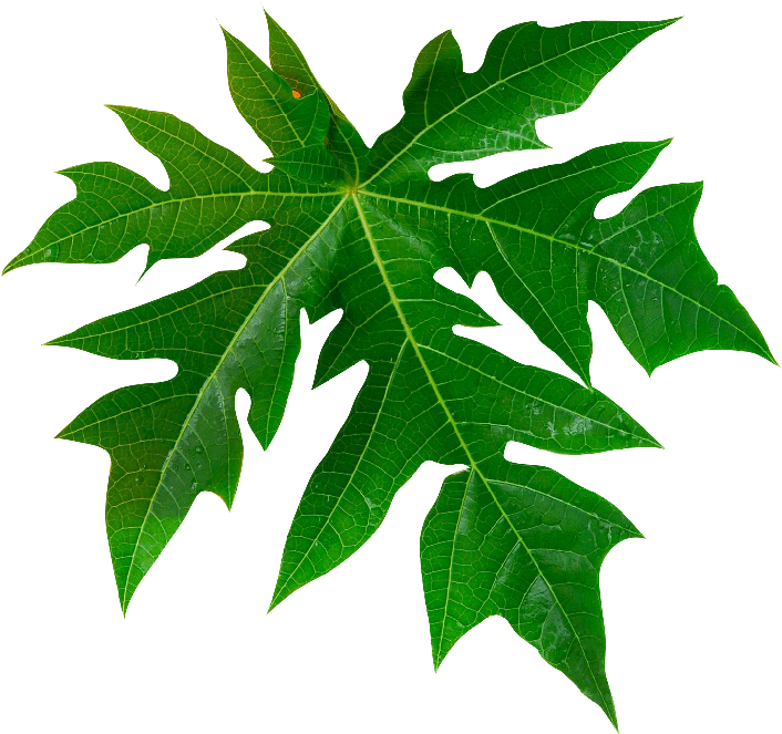 Papaya Tree Rooms Are Well-furnished, Comfortable, - Pepaya (720x720), Png Download