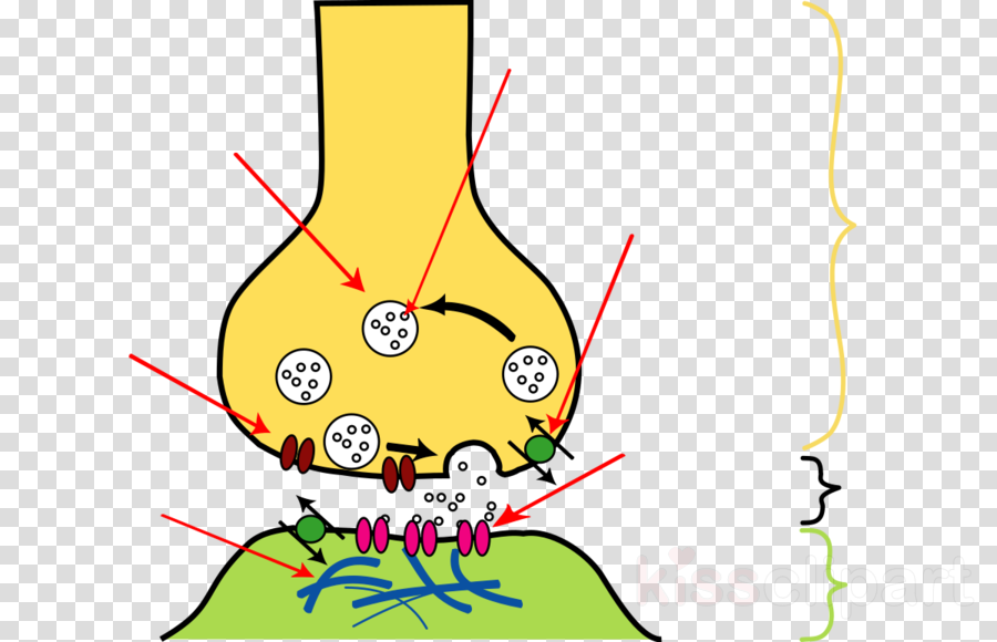Transmitters Of Impulses Clipart Neuron Action Potential (900x580), Png Download
