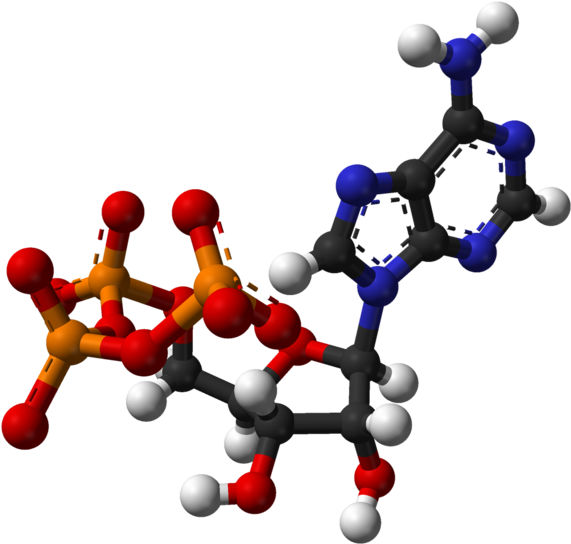 Atp (626x599), Png Download