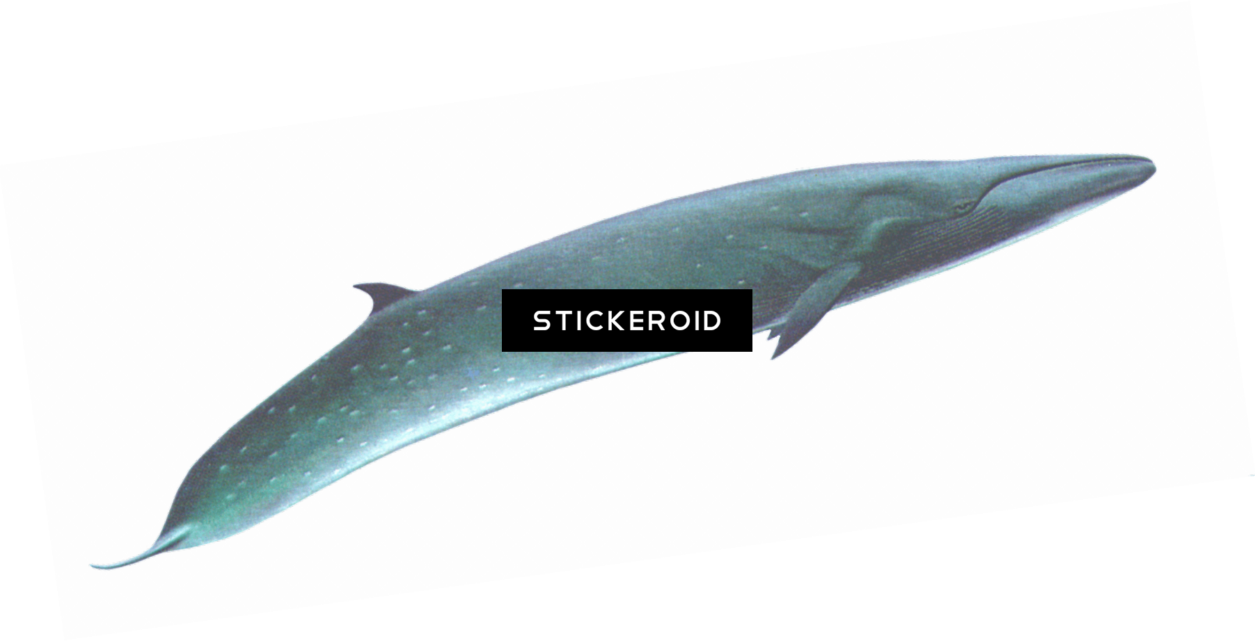 Sei Whale (1803x922), Png Download
