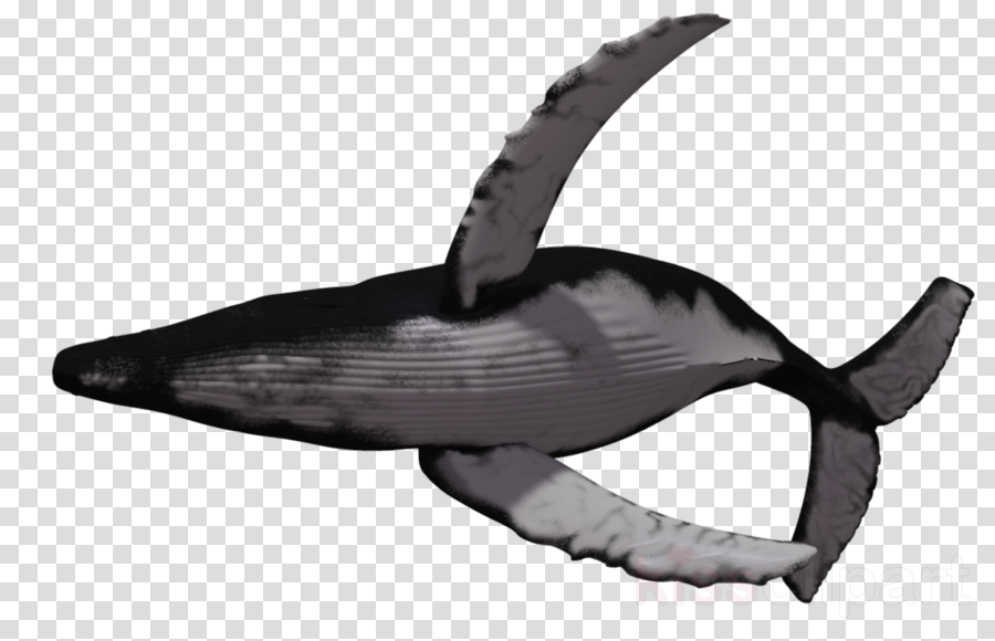 Flying Whale Png Clipart Humpback Whale Clip Art (900x580), Png Download