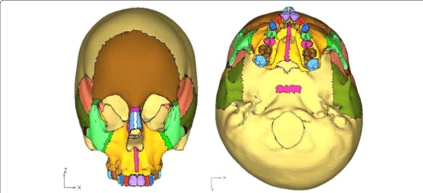 Geometric Model Of The Skull (850x388), Png Download