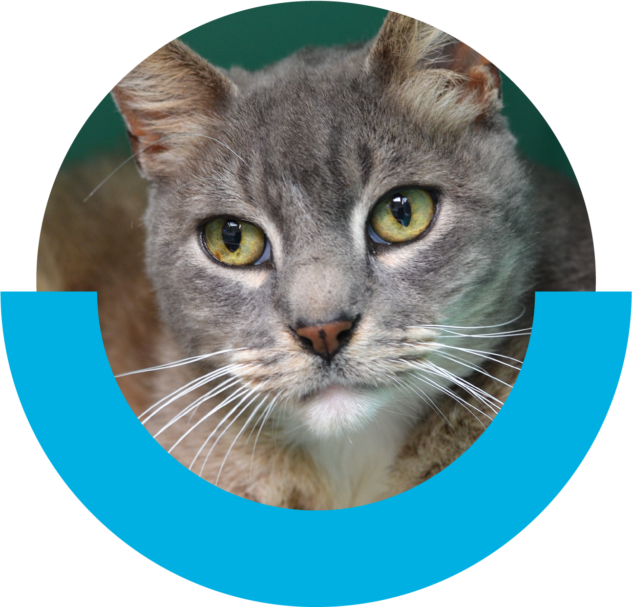 Creaturefeature-caesar (1409x1242), Png Download