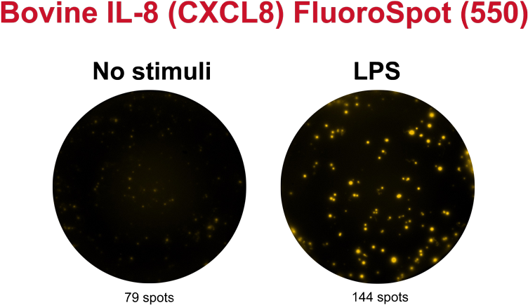 Bovine Il-8 Fluorospot Basic (550) (800x524), Png Download