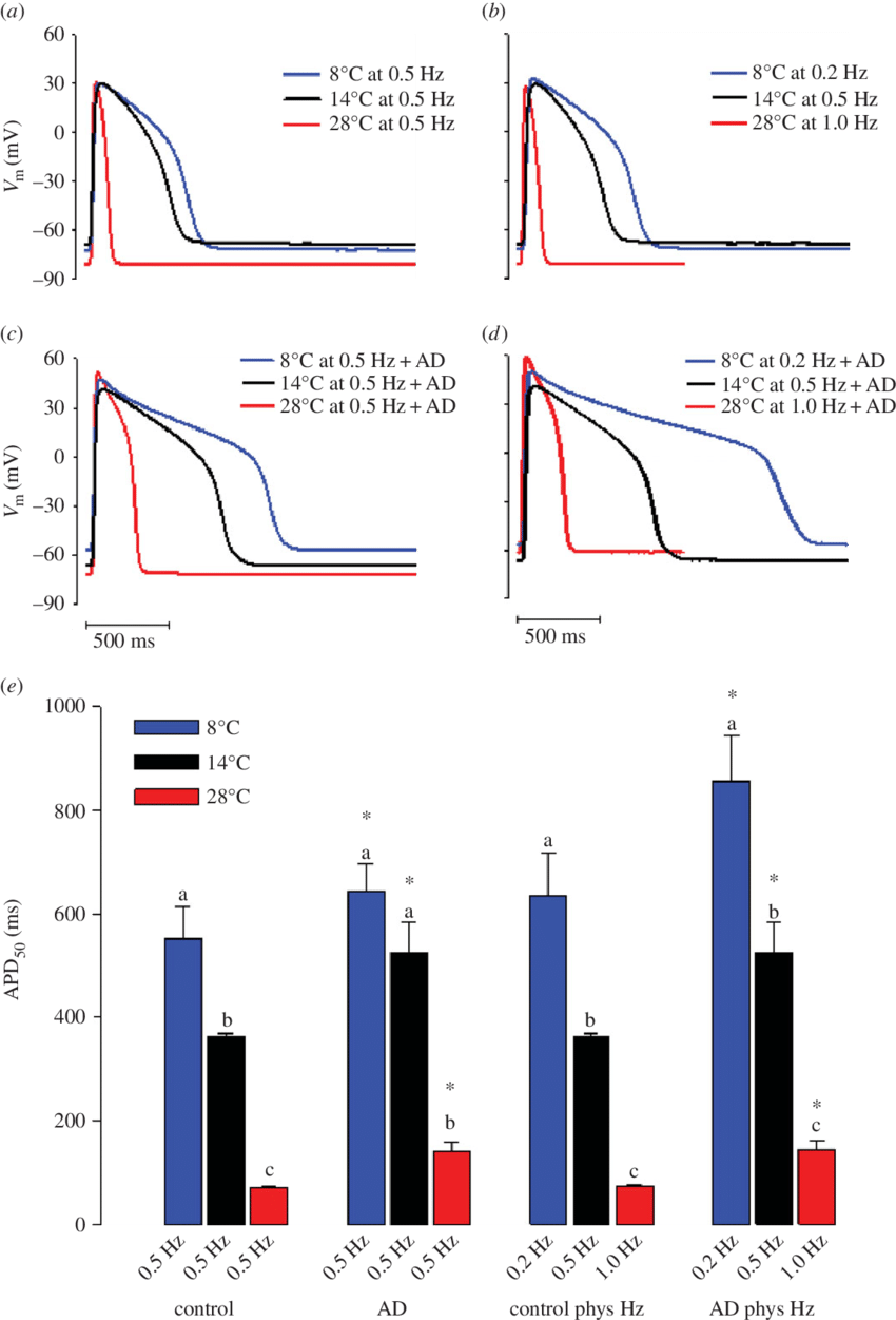 The Effect Of Acute Temperature Change On The Ventricular (850x1251), Png Download