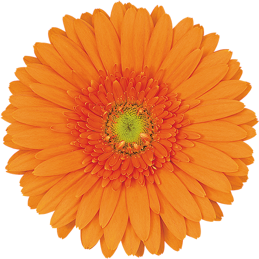 Florist Holland (600x600), Png Download