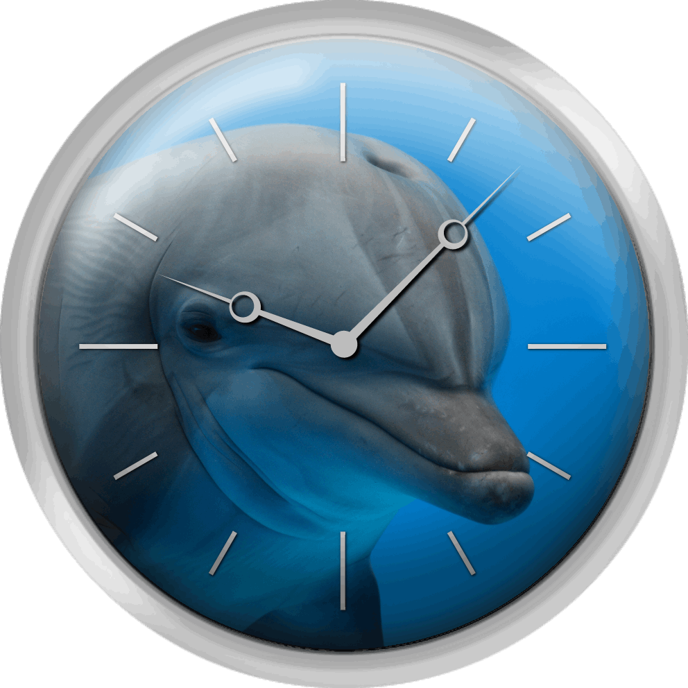 Primer Plano Delfin (992x992), Png Download